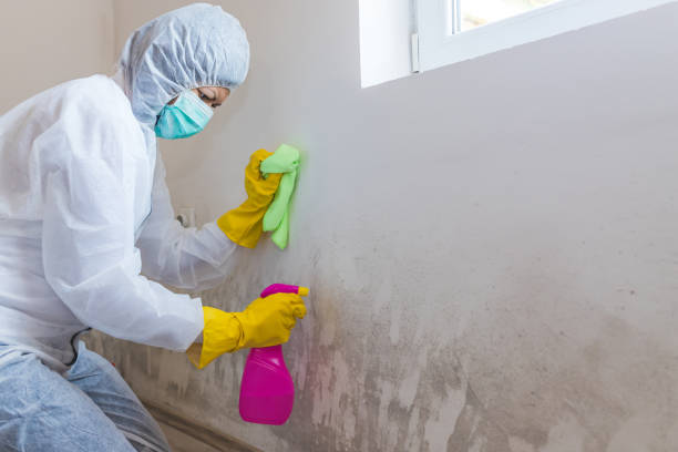 Lyndon, KS Mold Removal Services Company