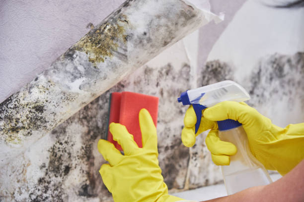 Why You Should Choose Our Mold Remediation Services in Lyndon, KS